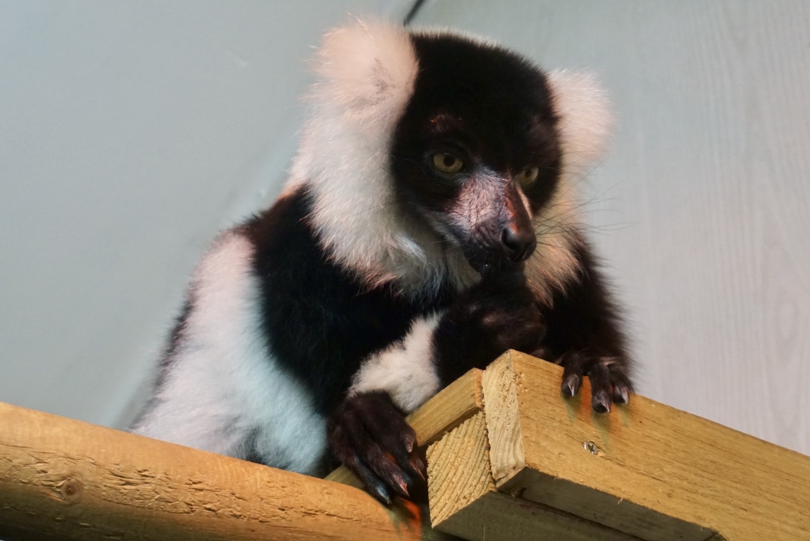 Black and White Ruffed Lemur