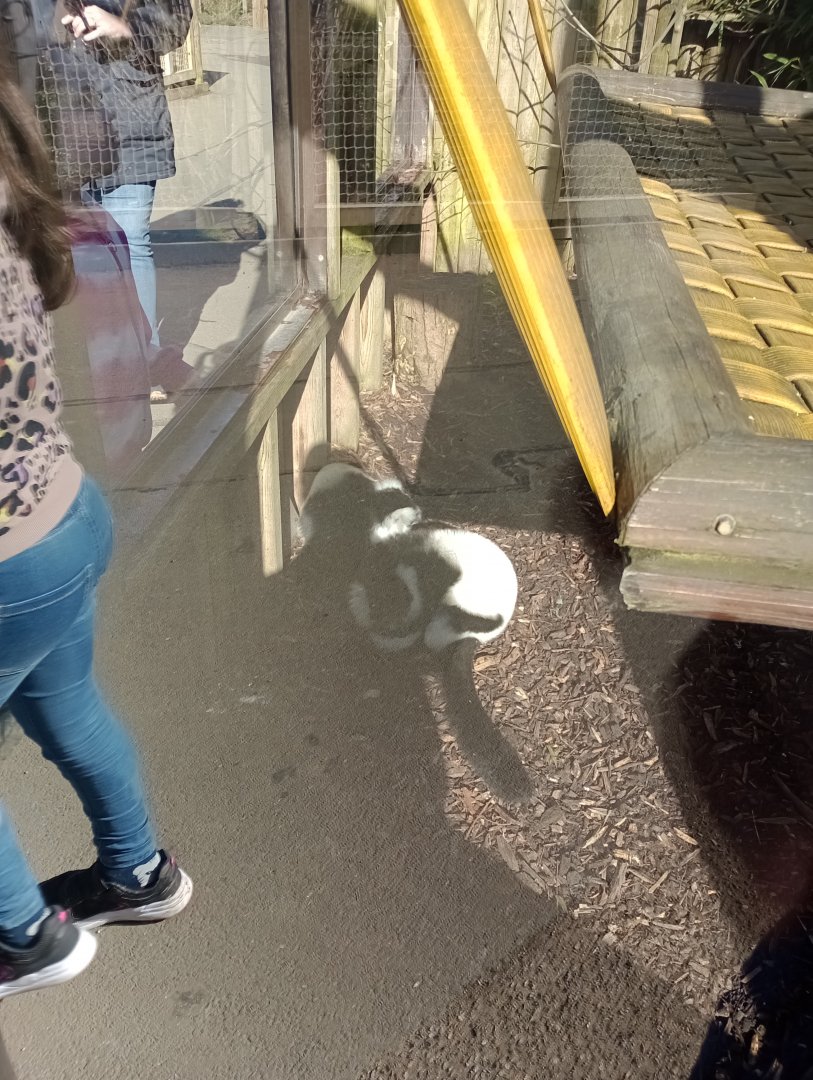 Black and white ruffed lemur