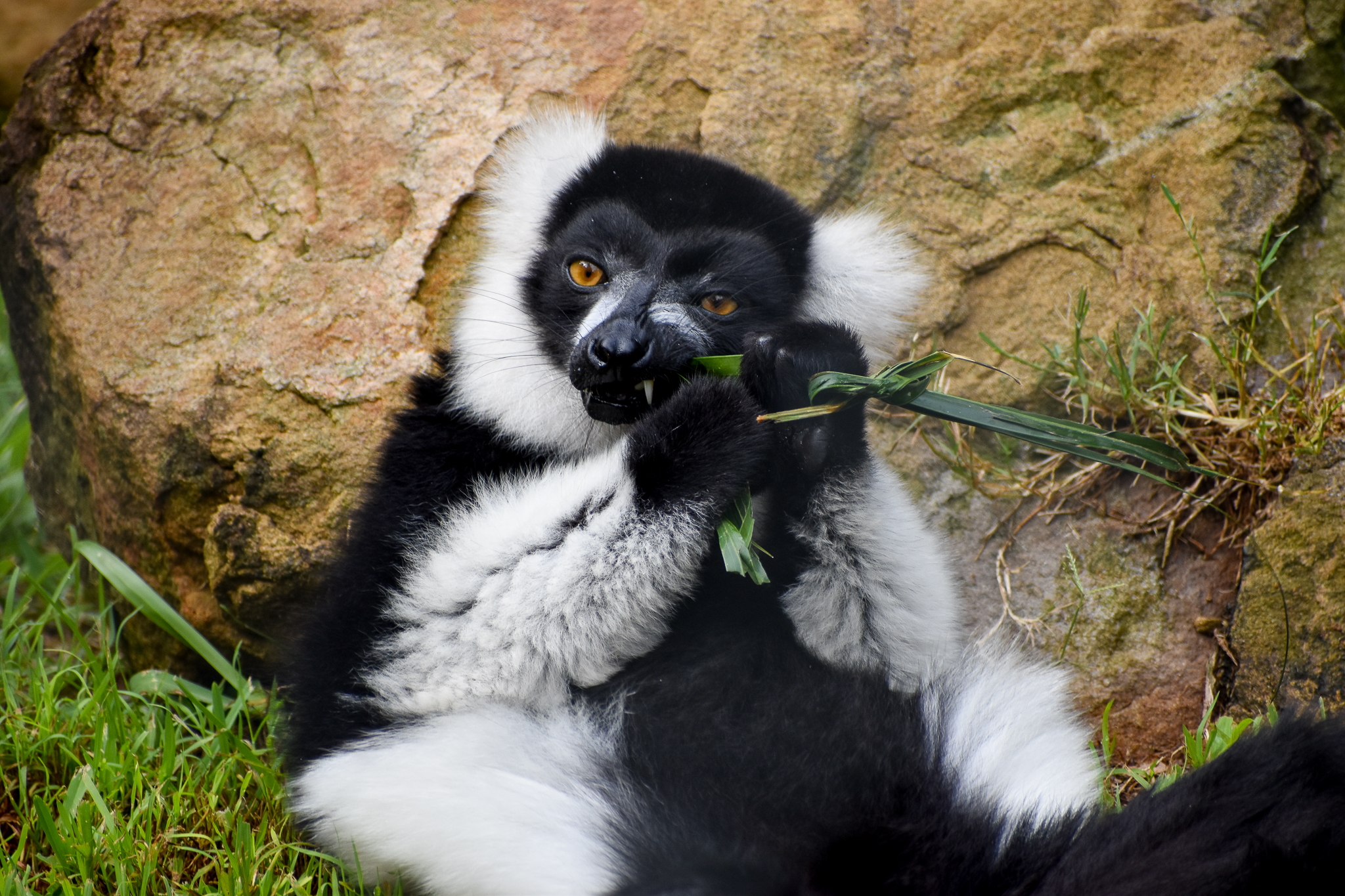Black and white Ruffed Lemur
