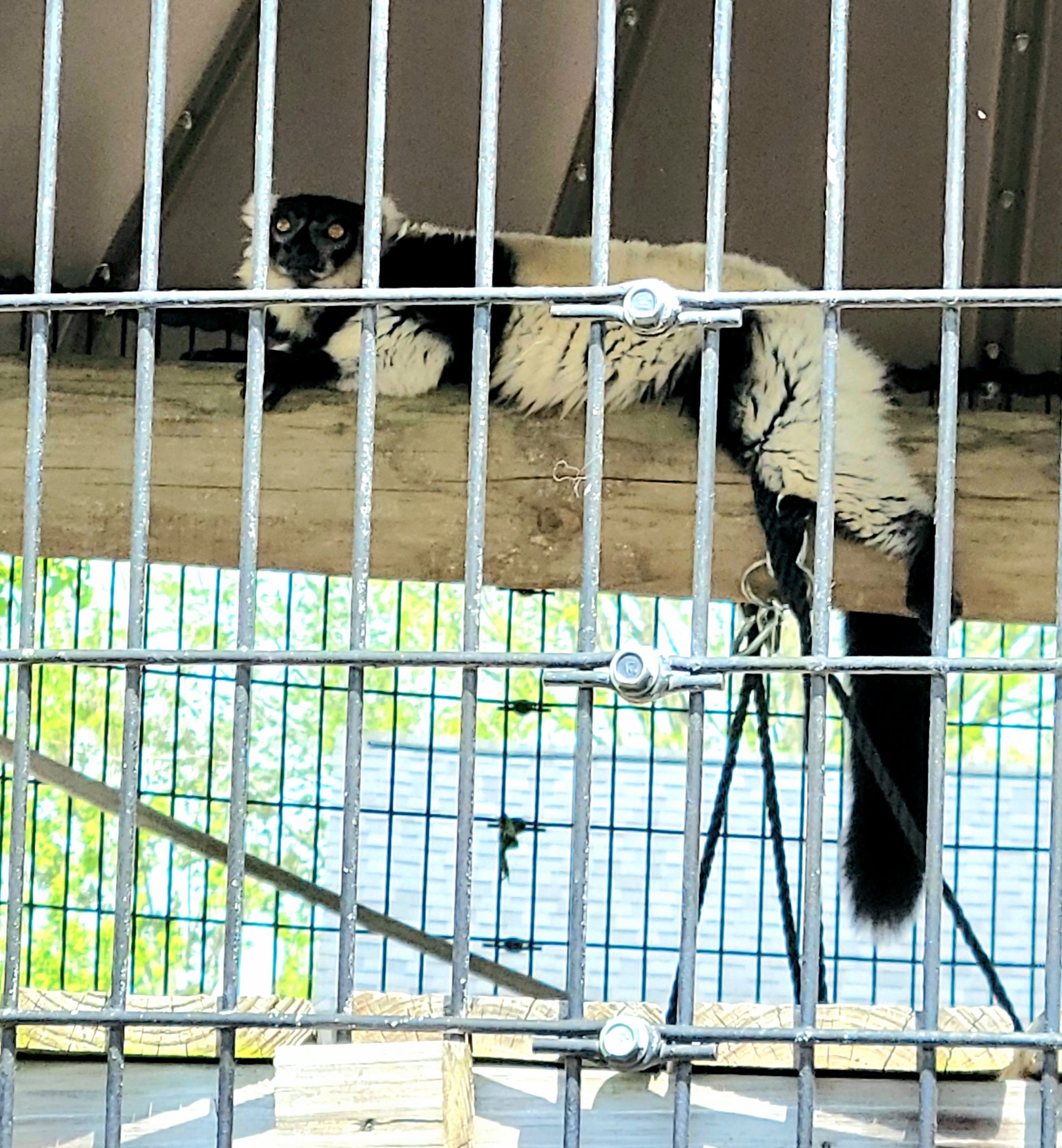 Black And White Ruffed Lemur