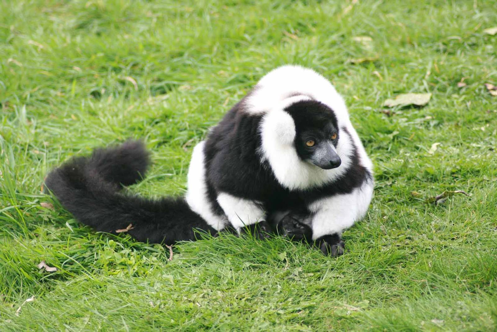 Black and White Ruffed Lemur