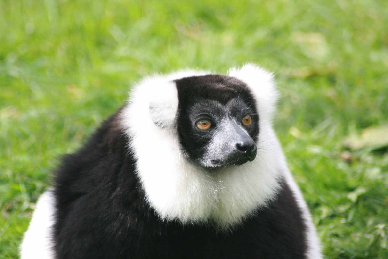 Black and White Ruffed Lemur