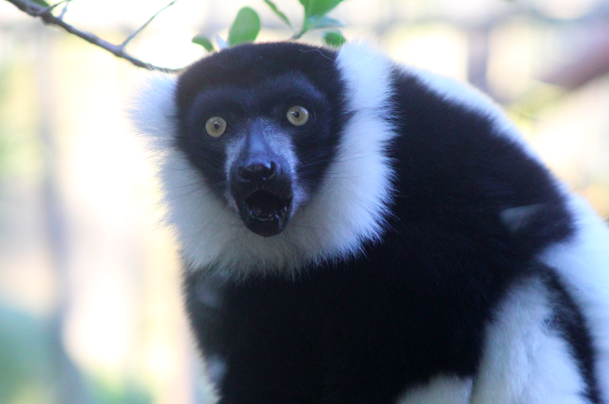 Black and White Ruffed Lemur