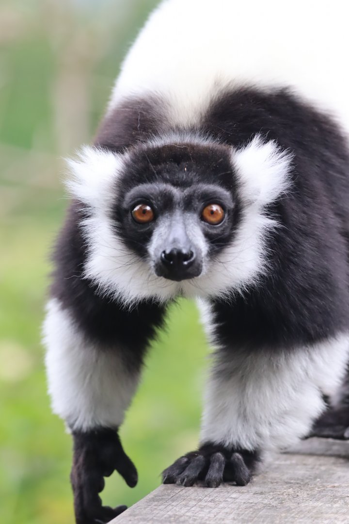 Black-and-White Ruffed Lemur