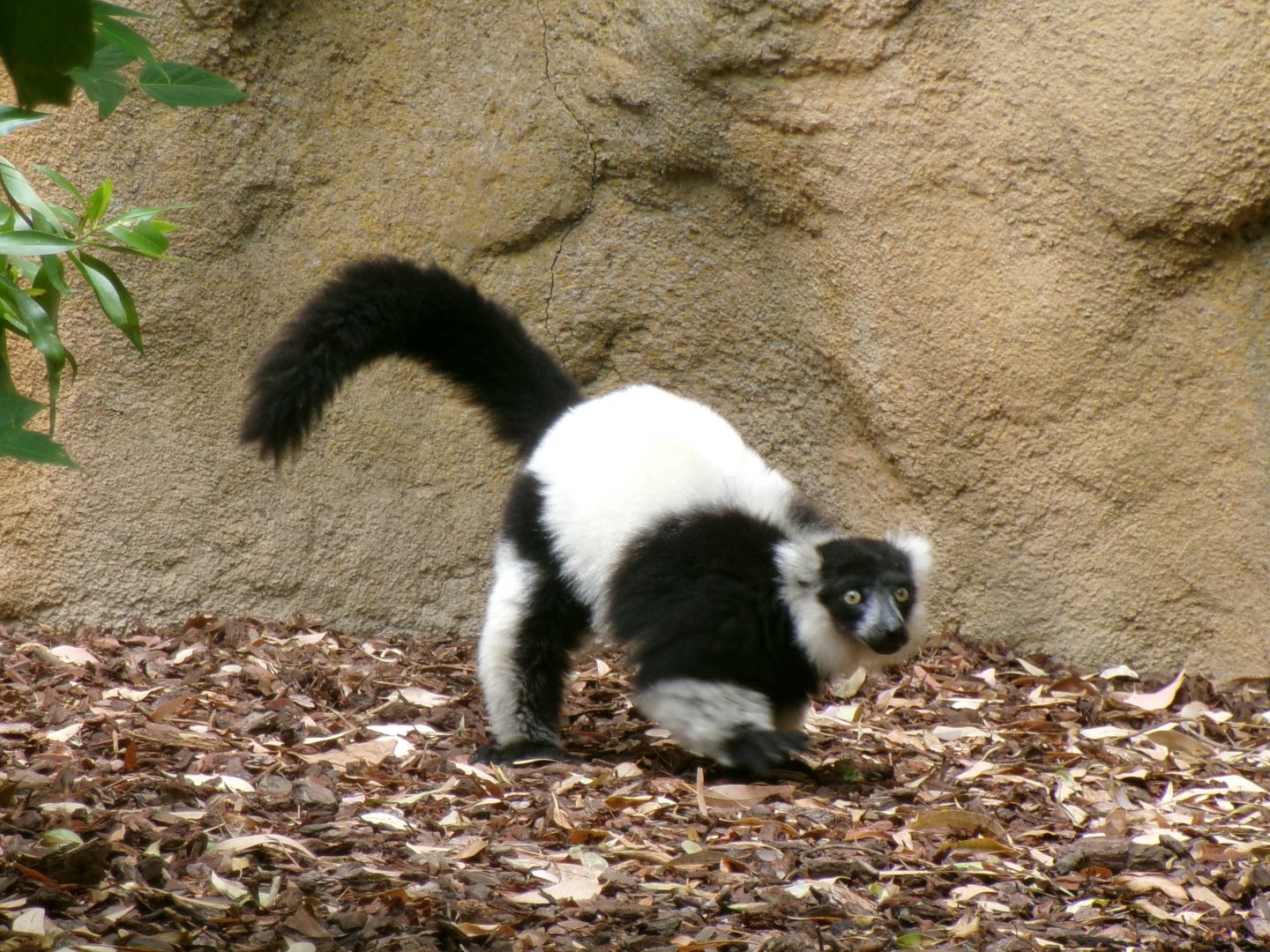 Black-and-white ruffed lemur