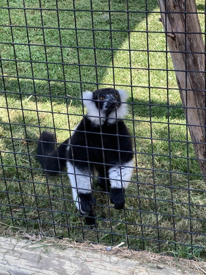 Black-and-White Ruffed Lemur