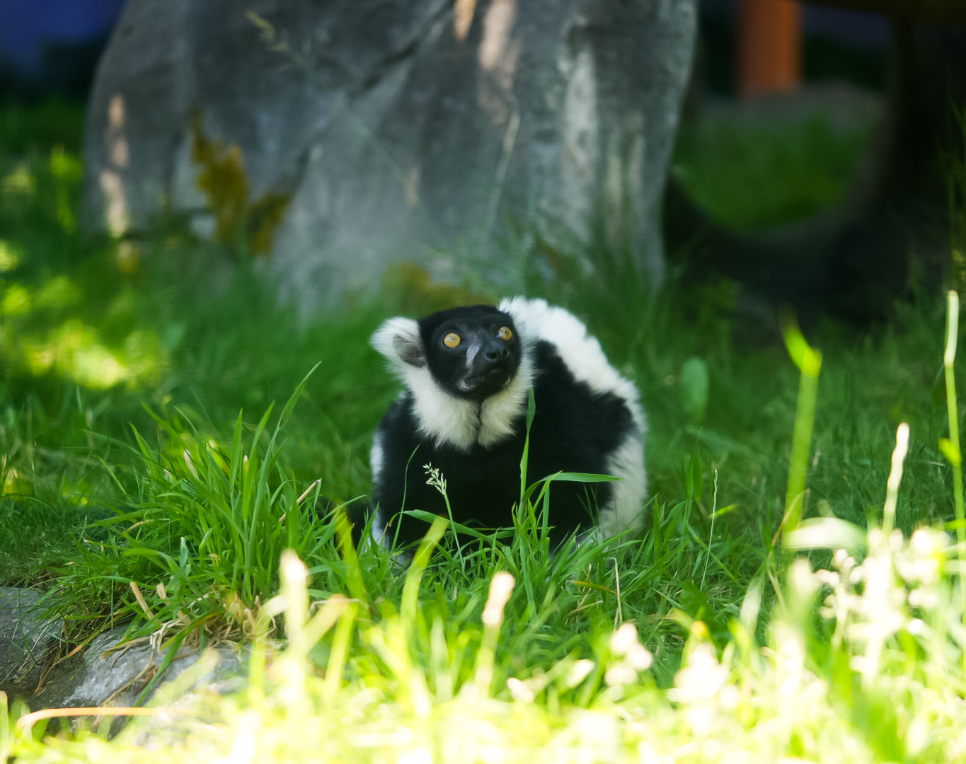 Black and White Ruffed Lemur