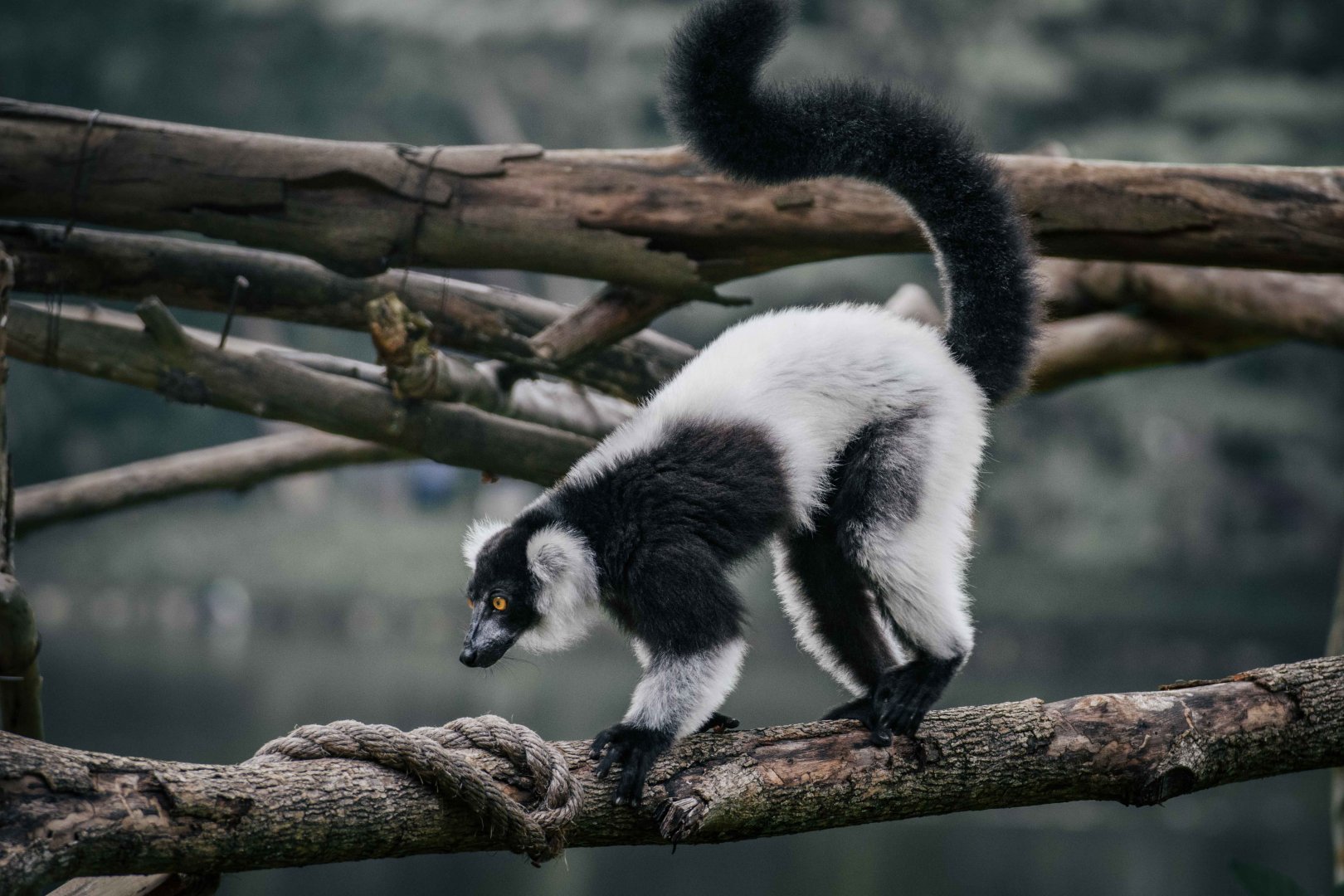 Black and White Ruffed Lemur