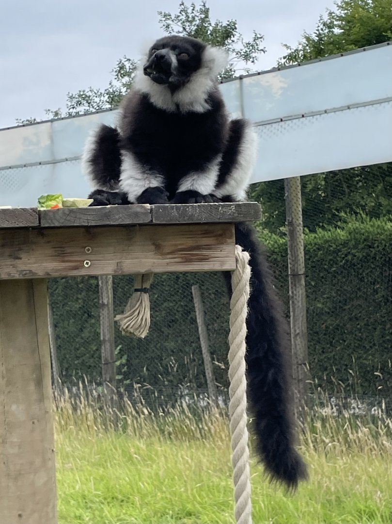 Black and White Ruffed Lemur