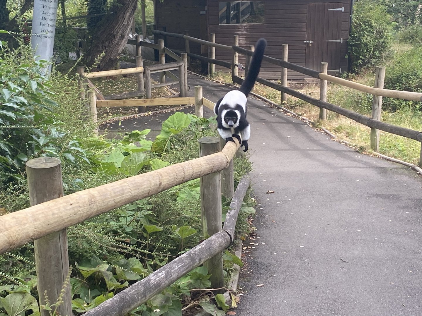 Black and white ruffed lemur