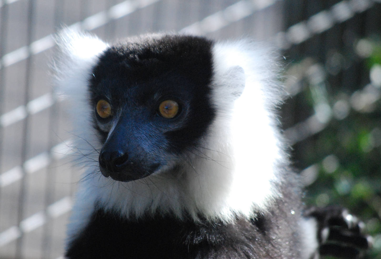 Black and White Ruffed Lemur
