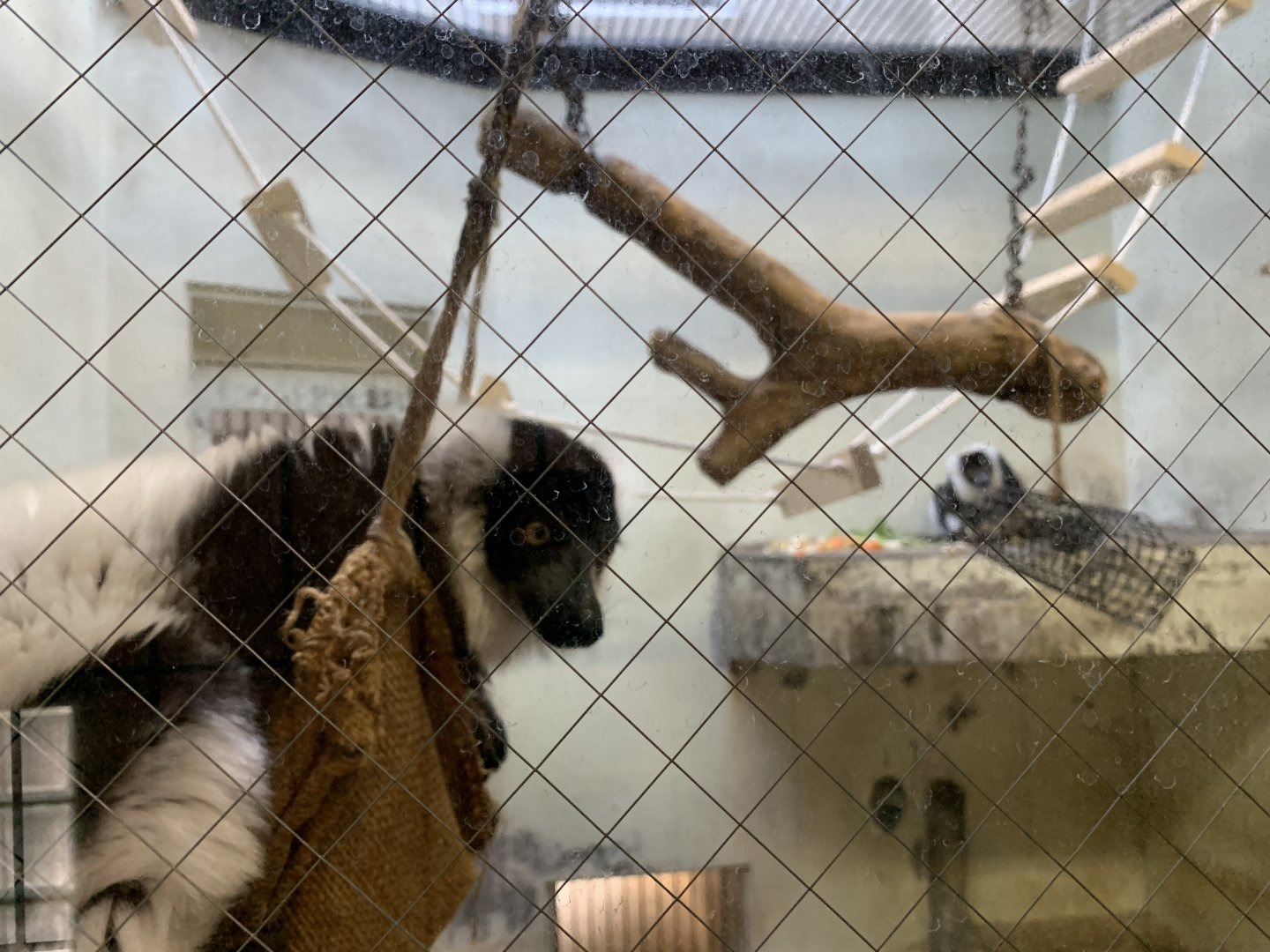Black-and-white Ruffed Lemur