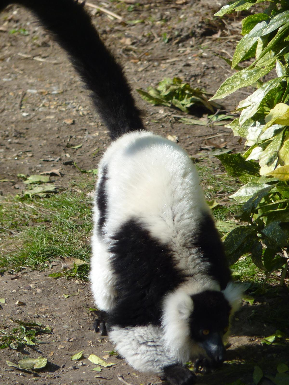 Black and White Ruffed Lemur