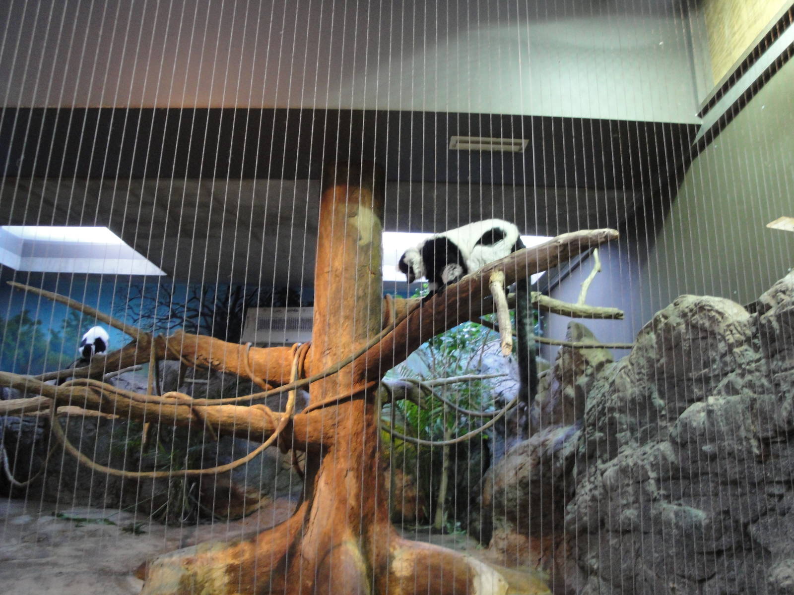 Black-and-white Ruffed Lemur