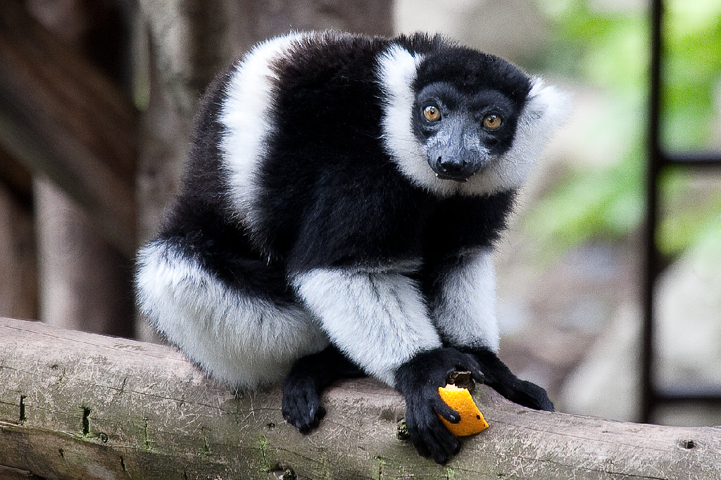 Black and White Ruffed Lemur