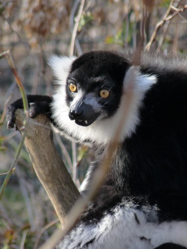 Black and White Ruffed Lemur
