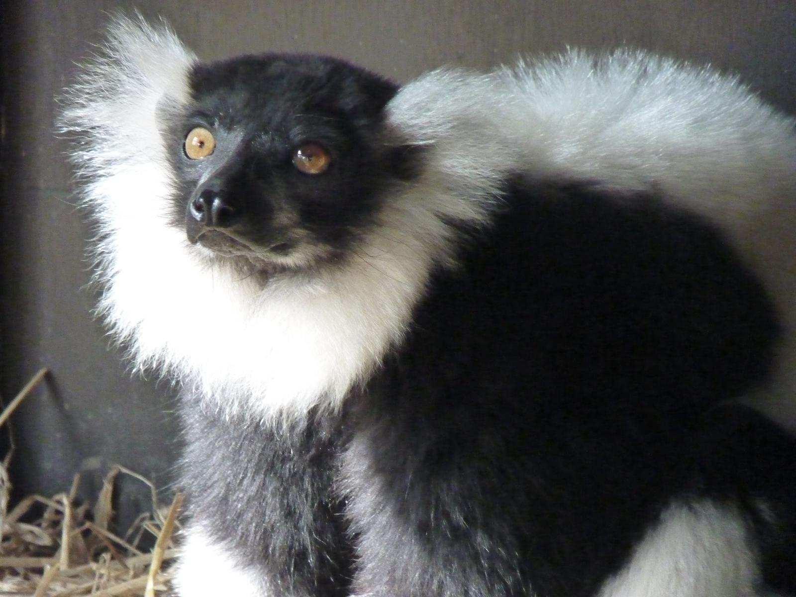 Black and White Ruffed Lemur