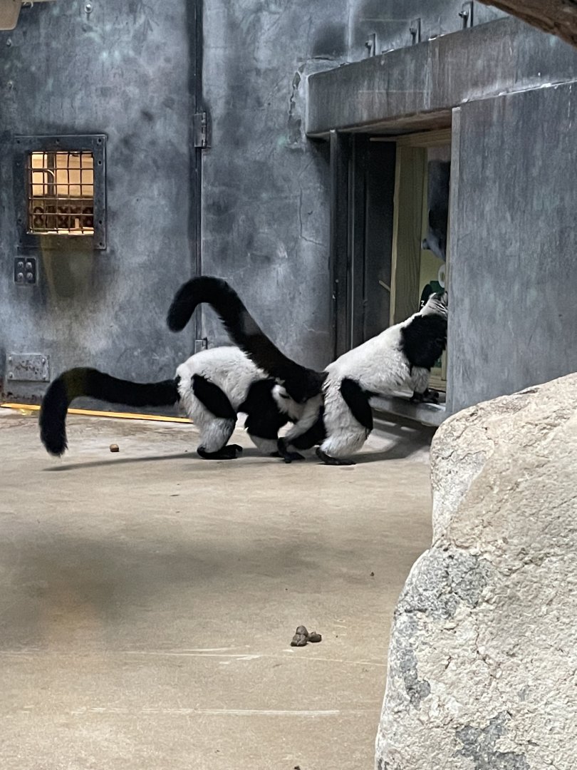 Black-and-White Ruffed Lemurs (3/17/22)