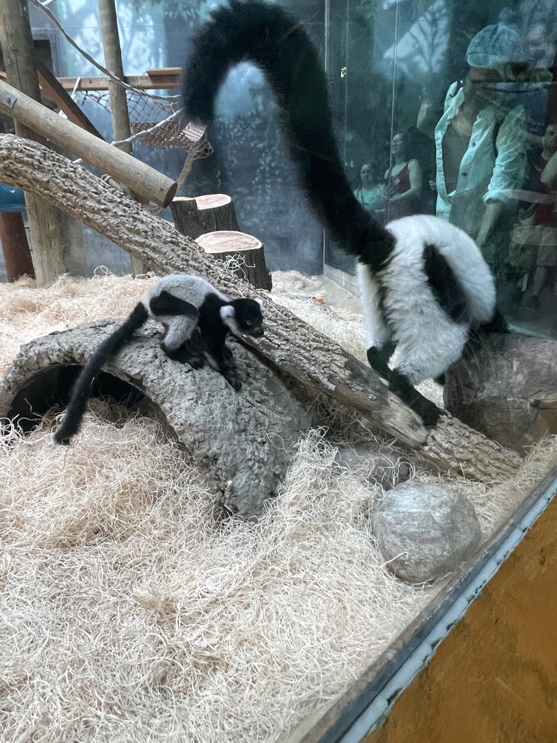Black-and-White Ruffed Lemurs (6/4/23)