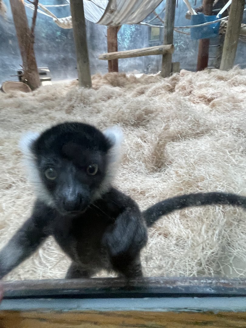 Black-and-White Ruffed Lemurs (6/4/23)