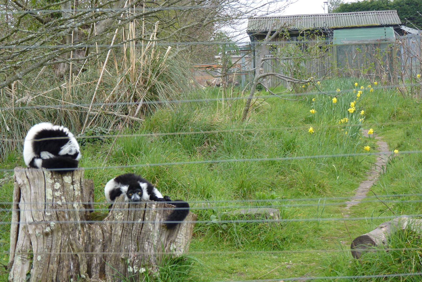 Black and White Ruffed Lemurs, April 2013