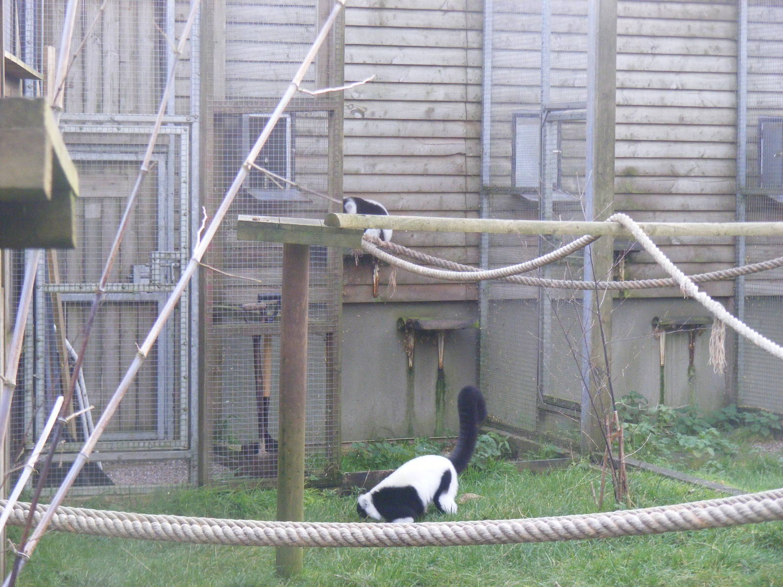 Black and white ruffed lemurs at Blackbrook Zoo, 13 November 2010