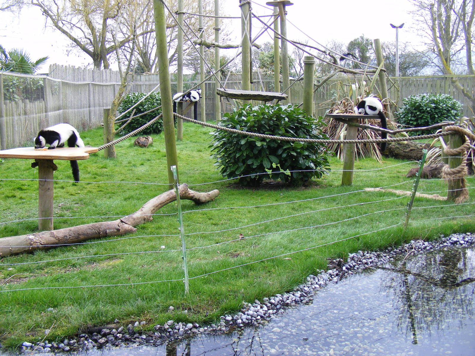 Black and white ruffed lemurs at Drusillas Park, 20 March 2011