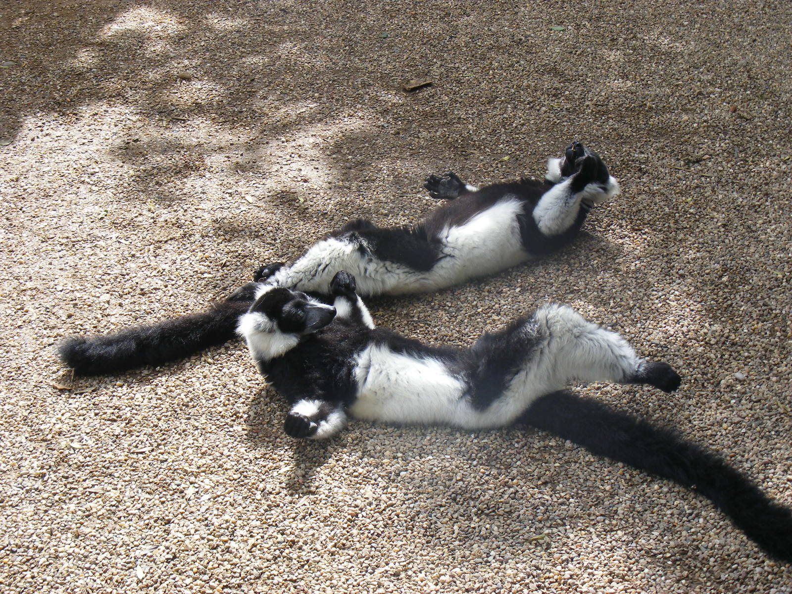 Black and white ruffed lemurs at Dudley Zoo, 28 August 2010
