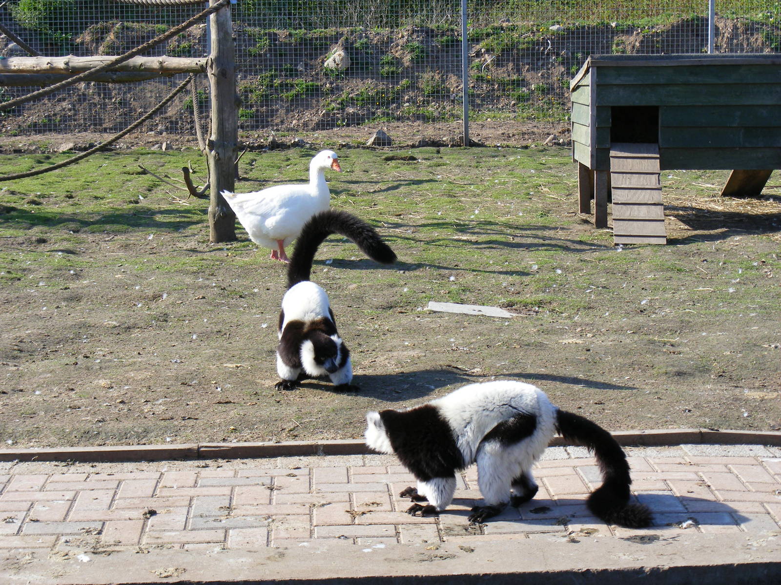 Black and white ruffed lemurs at Fife Animal Park, 18 May 2010