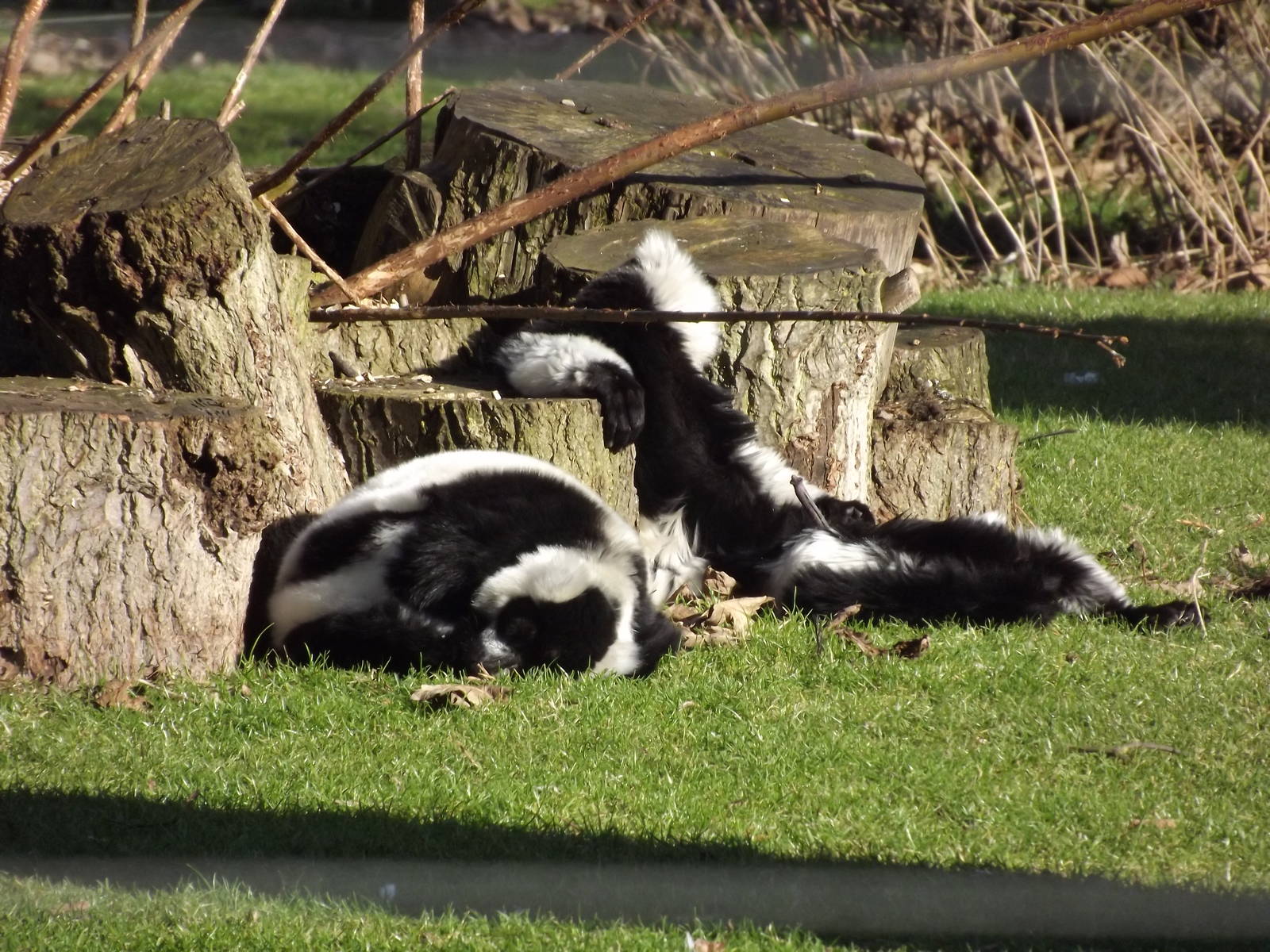 Black and White Ruffed Lemurs at Flamingoland 19/02/12