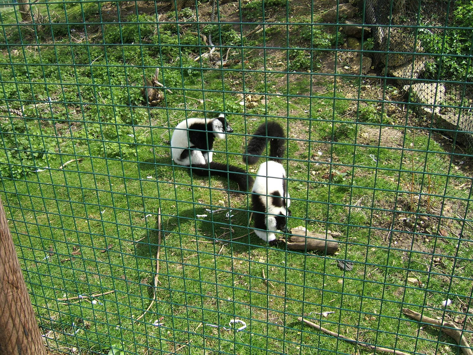 Black and white ruffed lemurs at Isle of Wight Zoo, 5 April 2010
