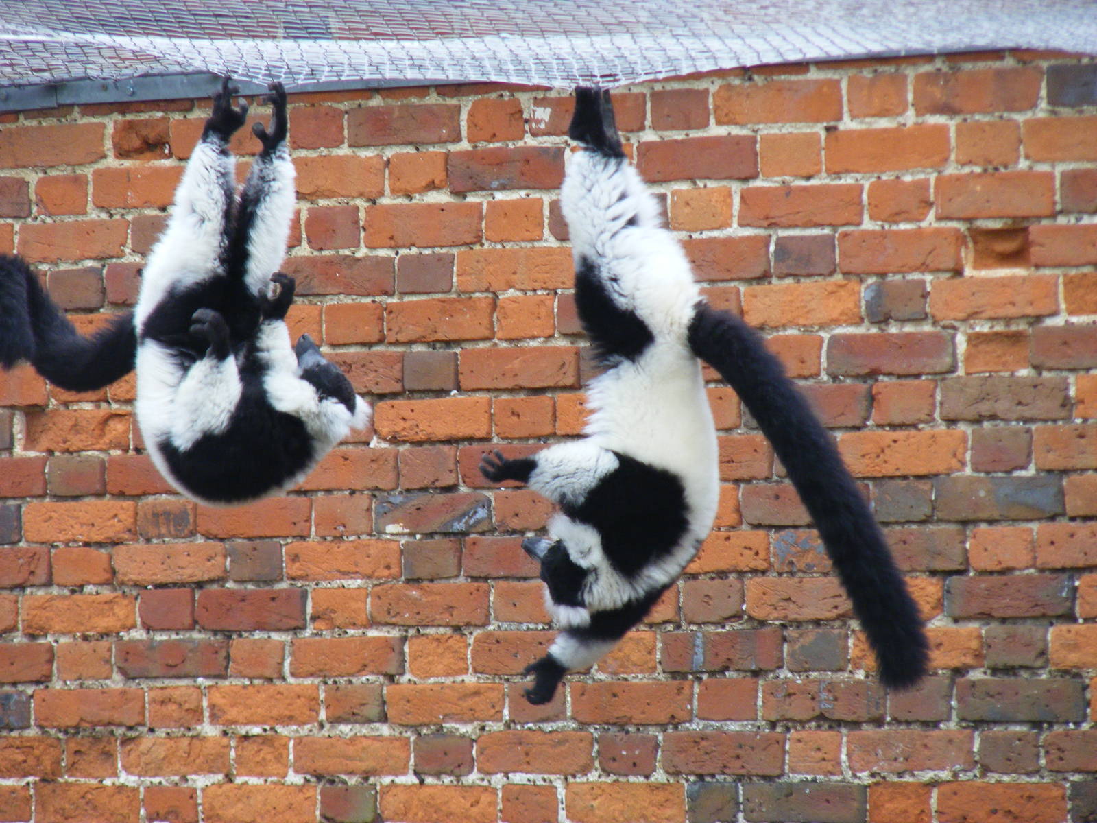 Black and white ruffed lemurs at Marwell Wildlife, 21 March 2010