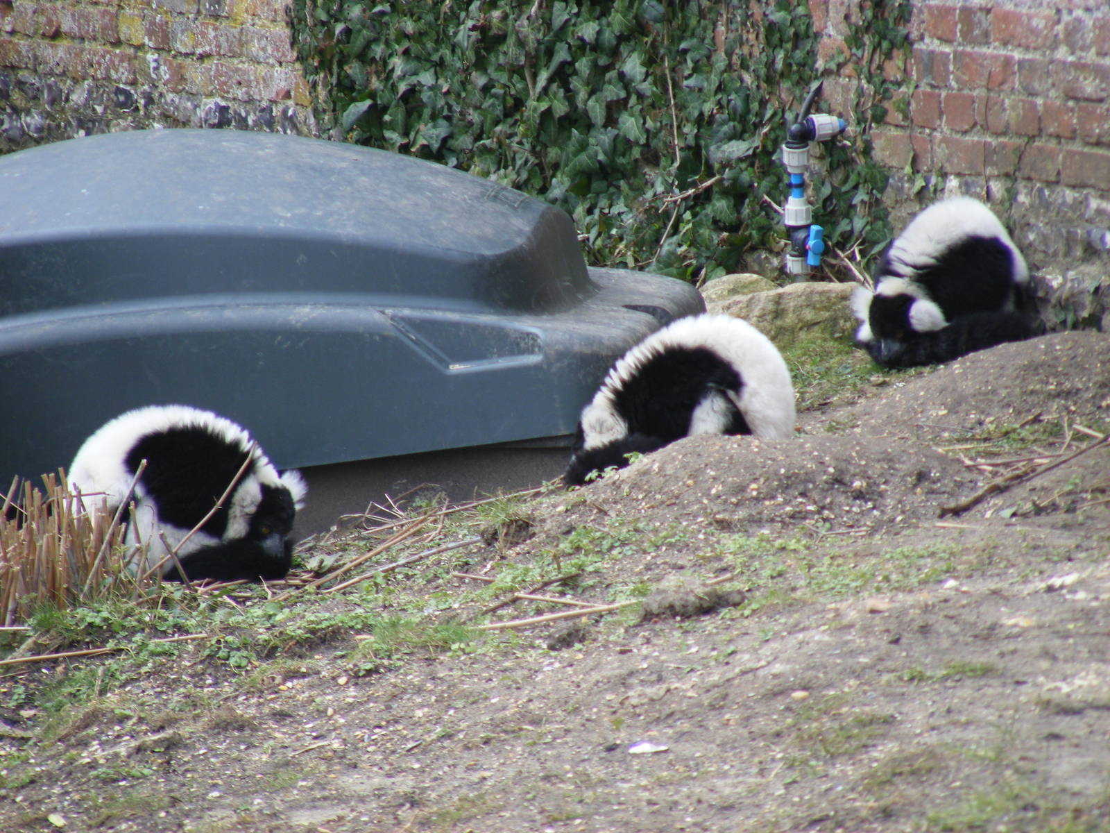 Black and white ruffed lemurs at Marwell Wildlife, 6 March 2010