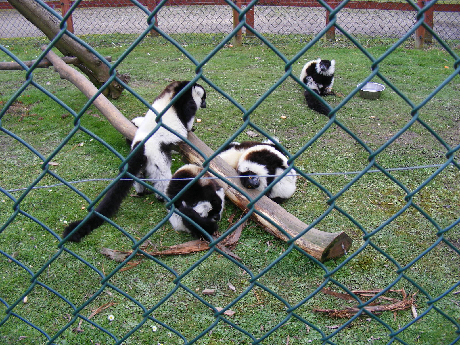 Black and white ruffed lemurs at Wingham Wildlife Park, 2 April 2010