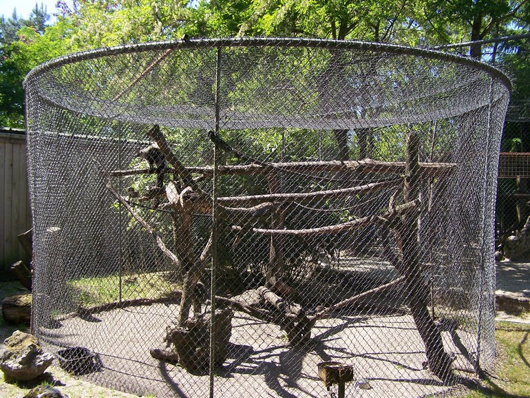 black and white ruffed lemurs enclosure