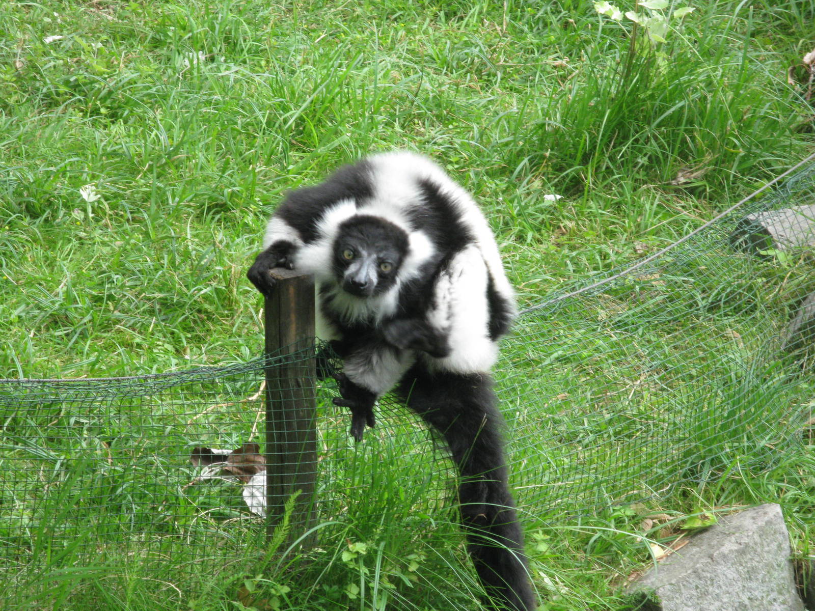 Black-and-White ruffed Lemur's escape