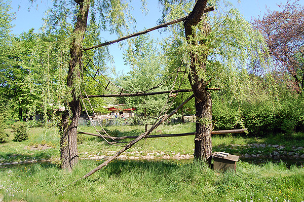 Black-and-white Ruffed Lemur's exhibit