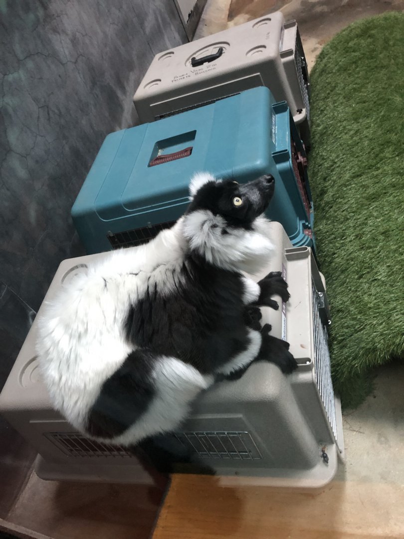 Black-and-White Ruffed Lemurs | Henry Vilas Zoo