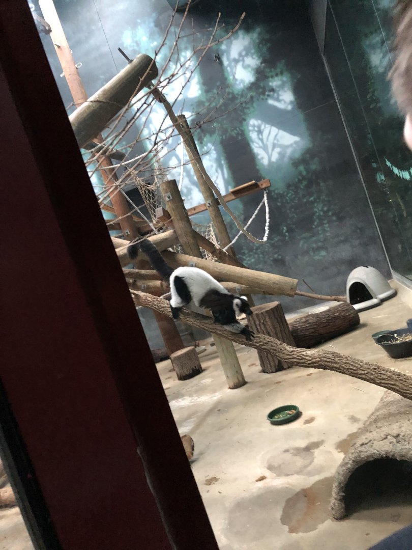 Black-and-White Ruffed Lemurs | Henry Vilas Zoo