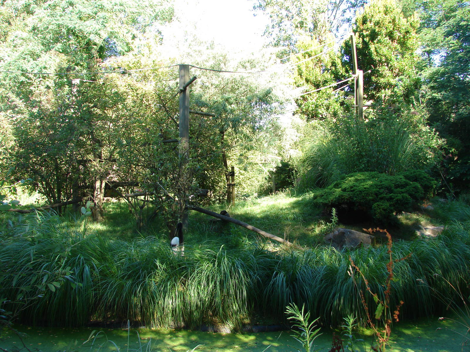 Black-and-white ruffed lemurs island