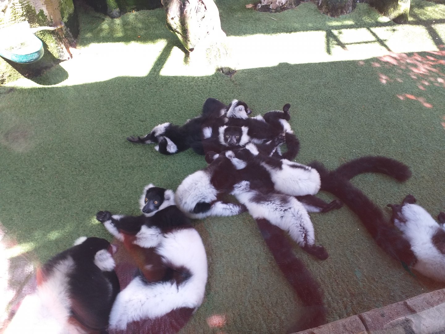 Black and white ruffed lemurs -MundoMar Benidorm (2021)