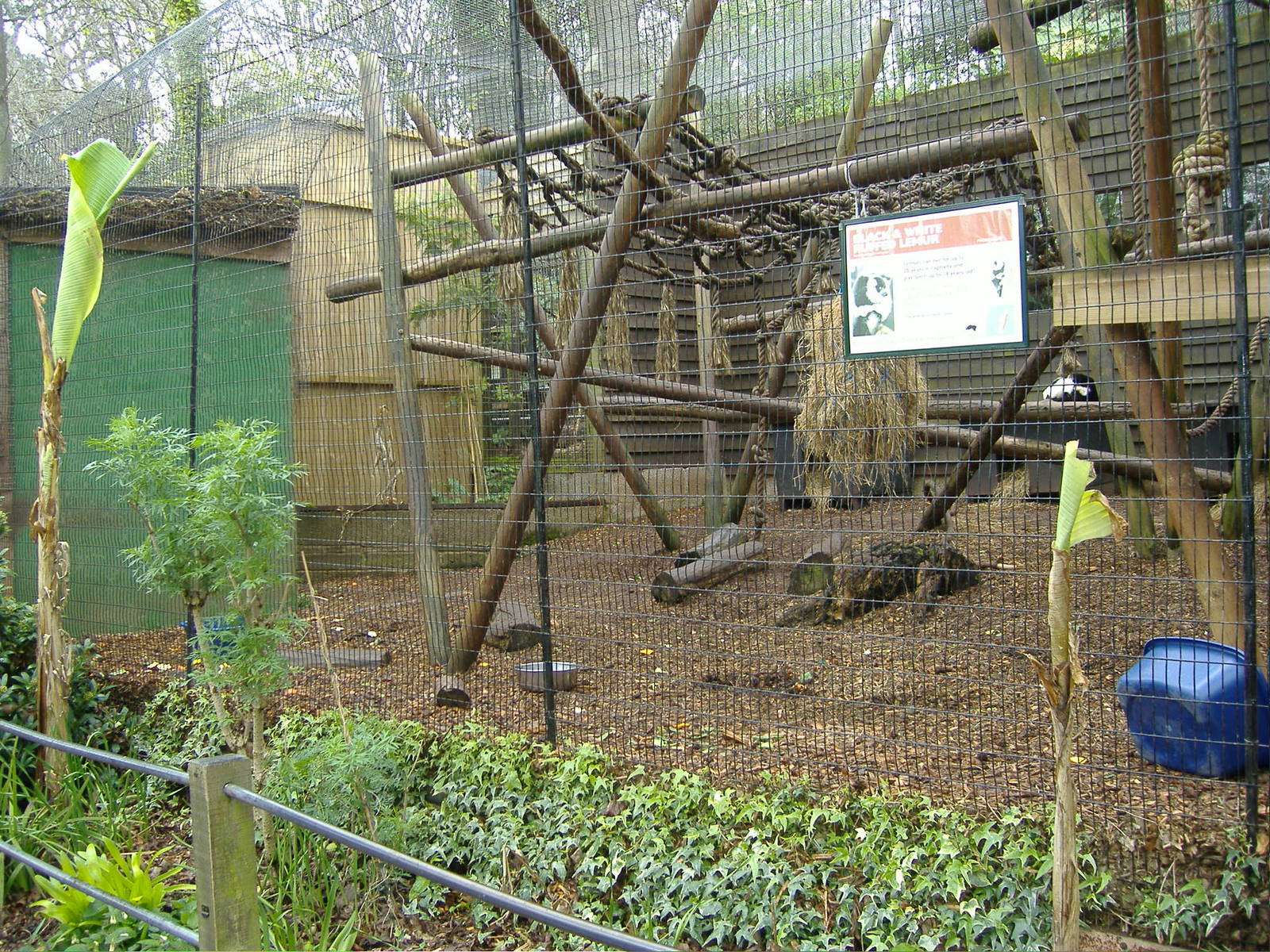 Black and White Ruffed Lemurs Shaldon Zoo