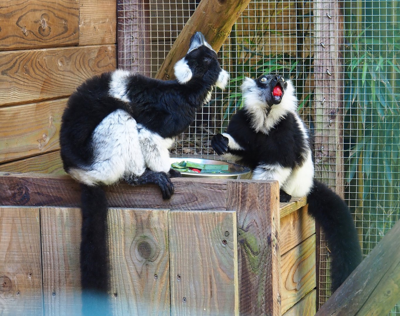 Black-and-white ruffed lemurs (Varecia variegata variegata), 2023-06-24