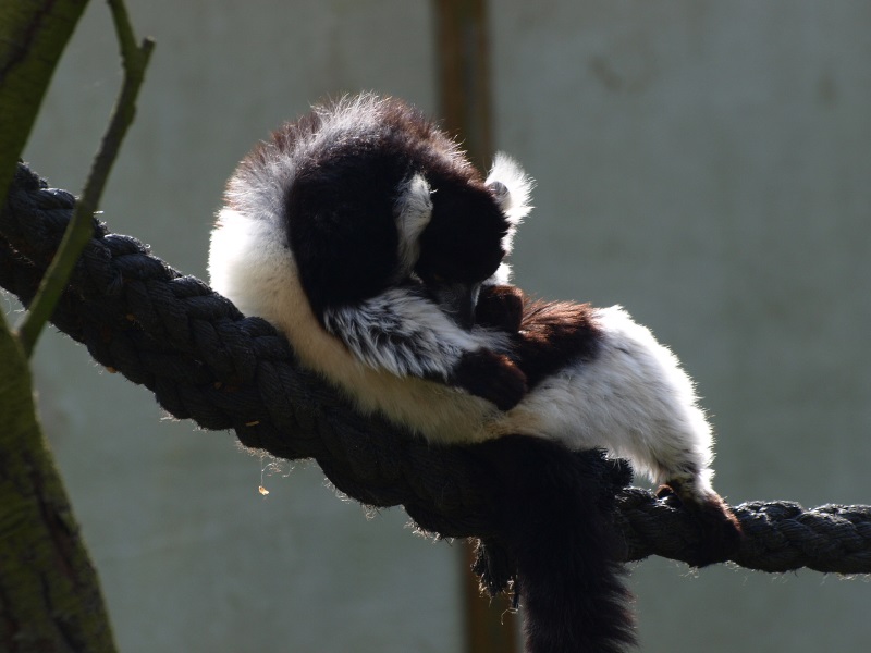 Black-and-white ruffed lemurs (Varecia variegata variegata, April 19th, 201