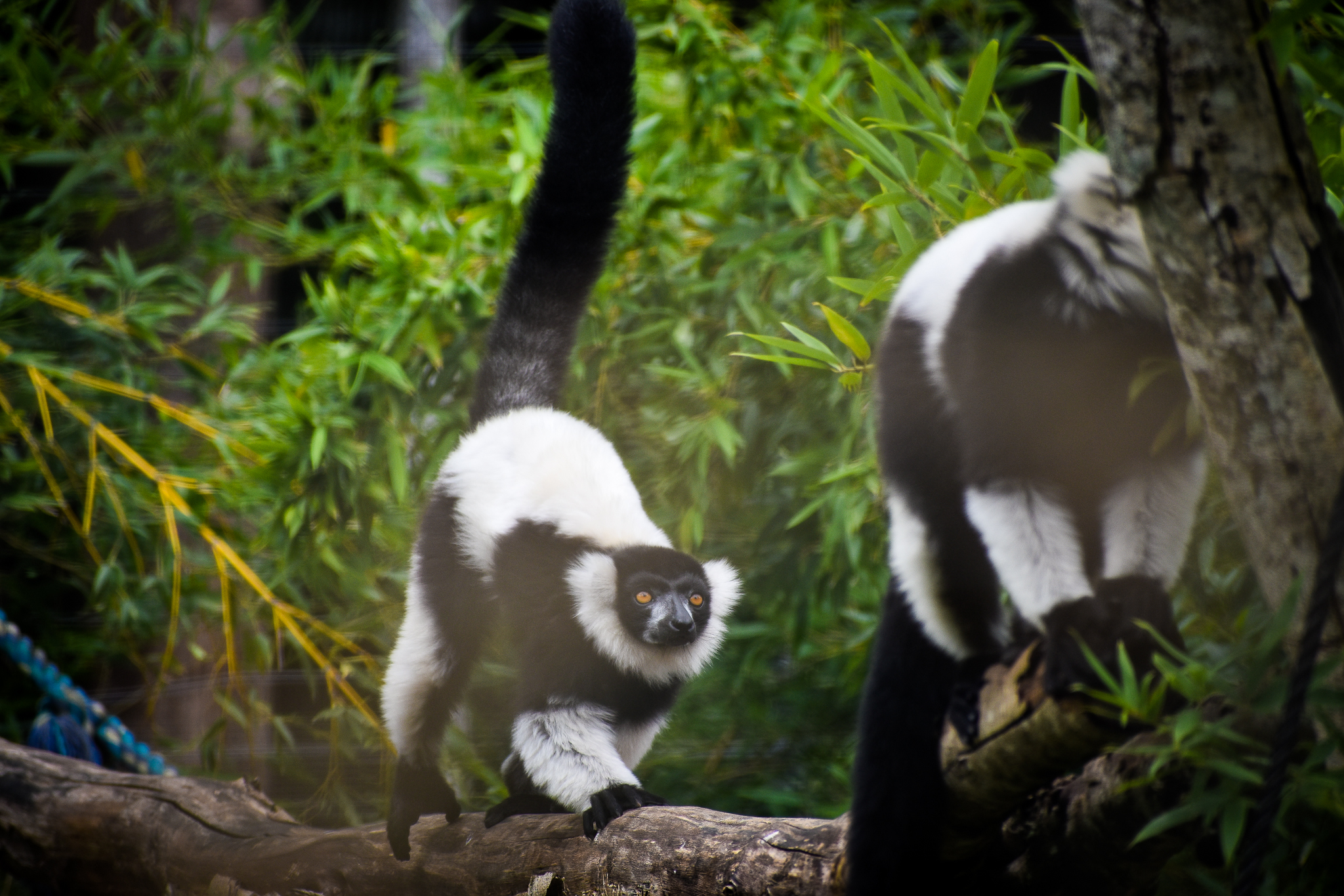 Black-and-white Ruffed Lemurs (Varecia variegata)