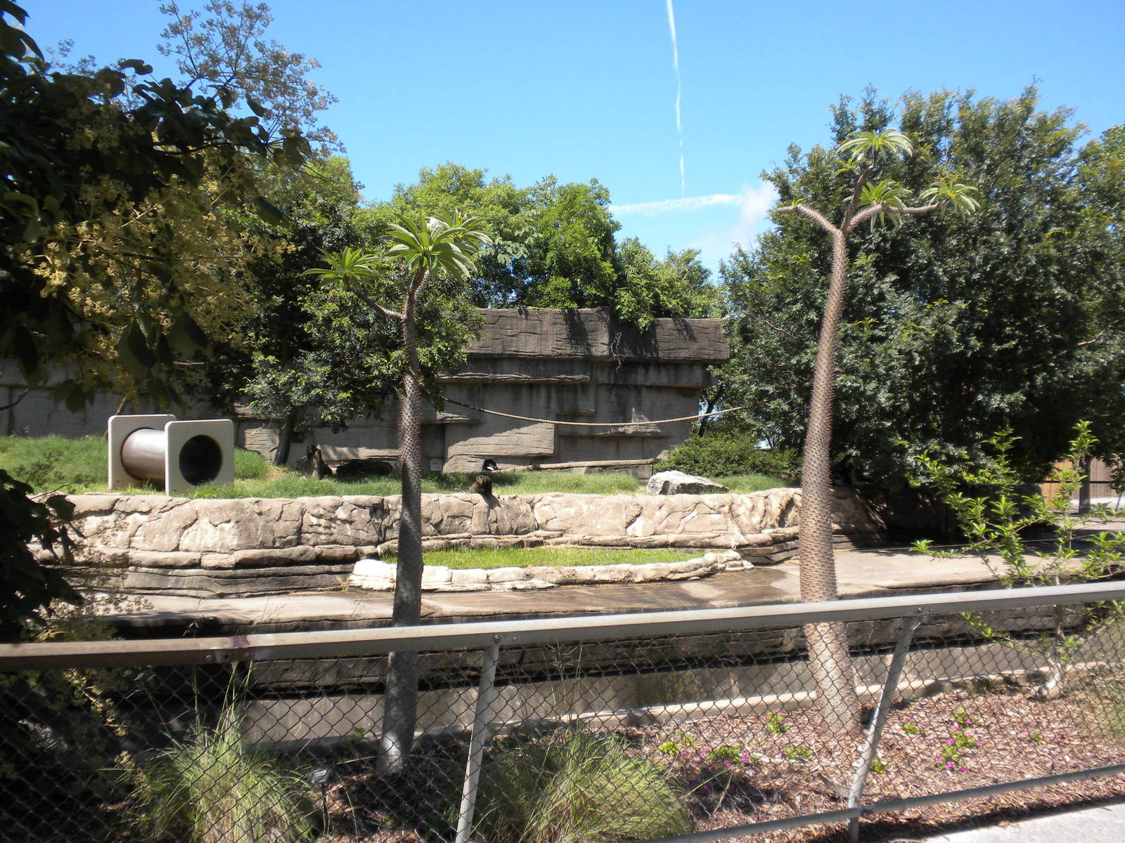 Black and White Ruffed Lemurs
