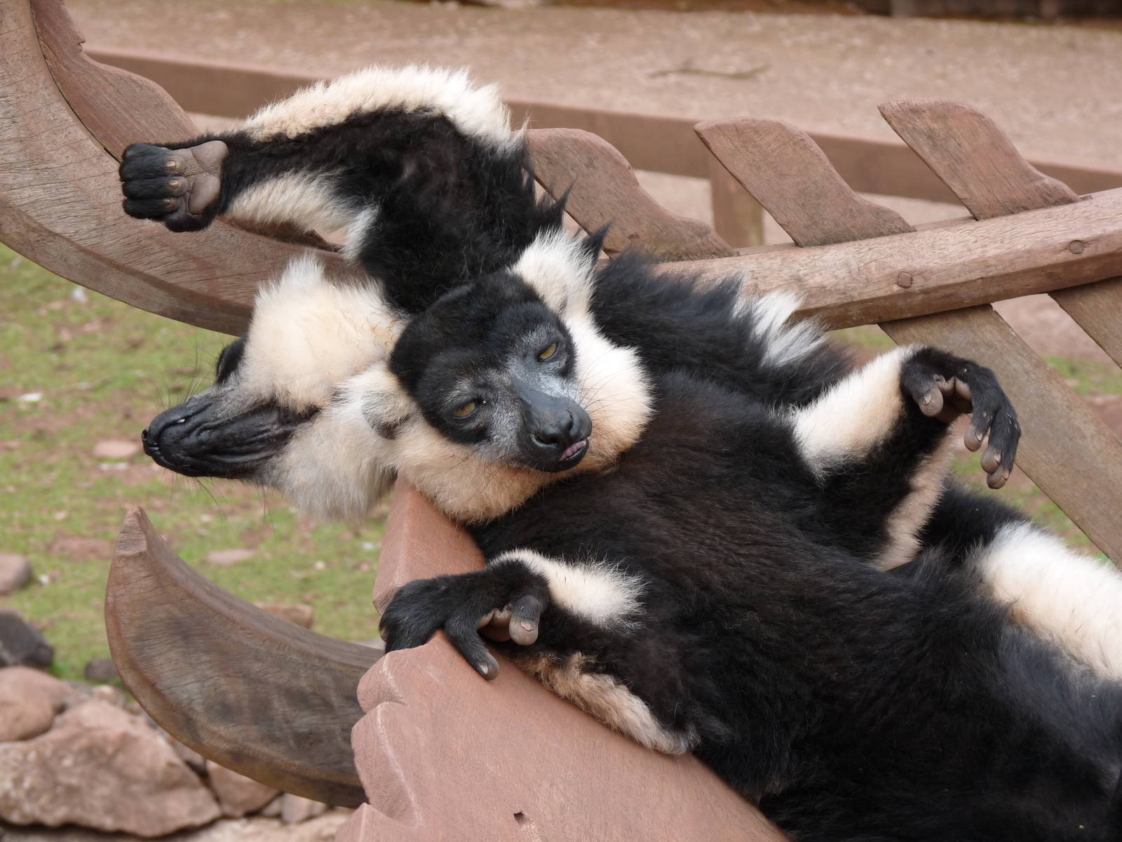 Black and white ruffed lemurs
