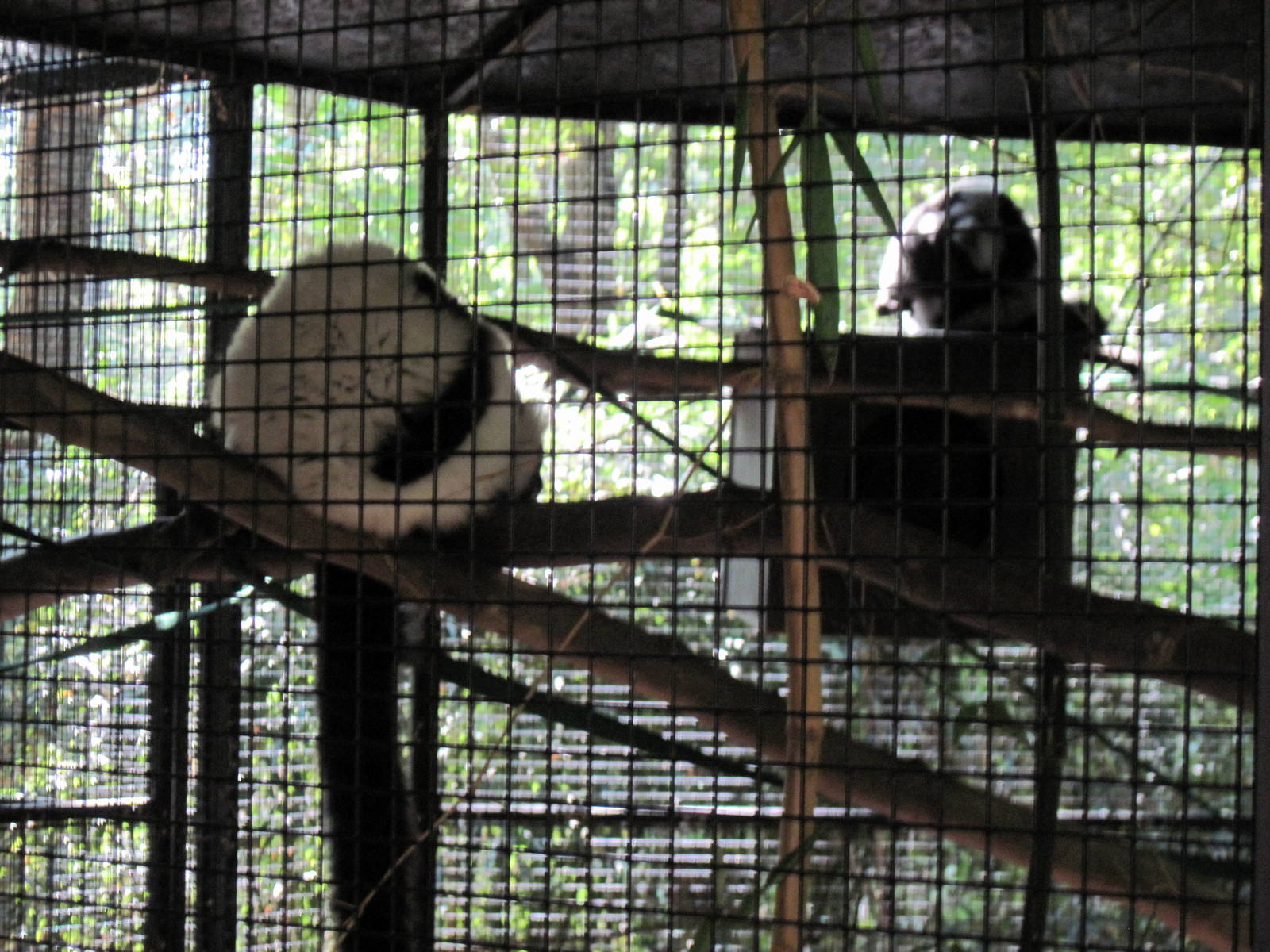Black and White Ruffed Lemurs