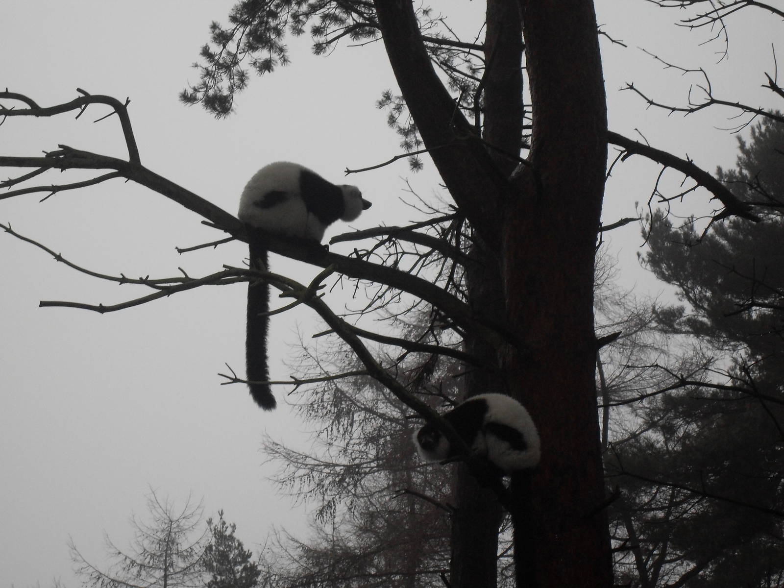 Black and white ruffed lemurs