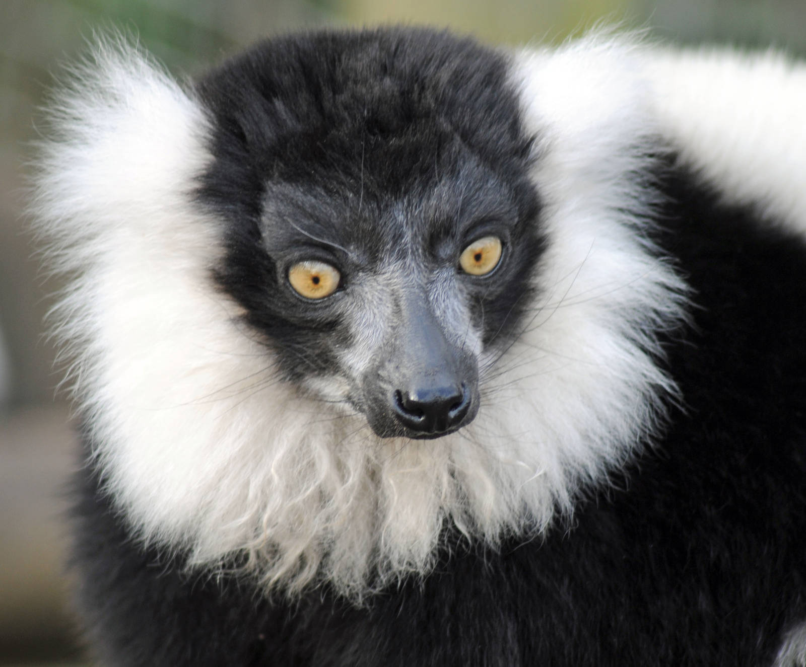 BLACK AND WHITE RUFFED LEMURS